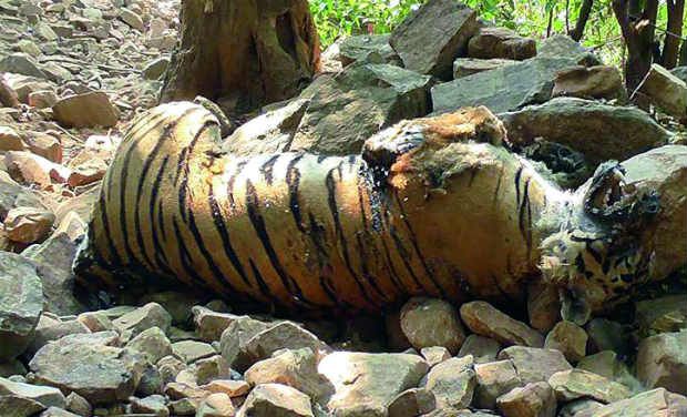 According to the 2010 census, India had approximately 1,706 tigers. (Photo: PTI/File) According to the 2010 census, India had approximately 1,706 tigers. (Photo: PTI/File)